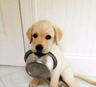 狗狗好像一直吃不飽，需要加餐嗎？