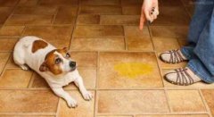 懲罰狗狗常見誤區(qū)，你知道嗎？