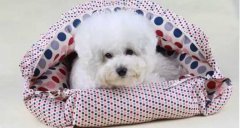 氣溫驟變，謹(jǐn)記寵物保暖工作哦！