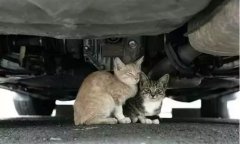 天冷了，開(kāi)車(chē)前記得先喚醒它們！