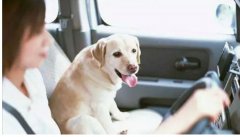 假期出去游玩，狗狗怎么辦呢？