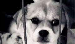 你的行為傷害到狗狗了嗎？