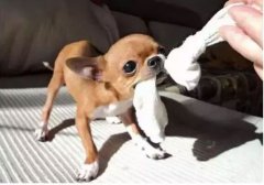  如何阻止狗狗亂咬家具？