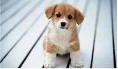 “小銅鈴”更適合哪些狗狗？