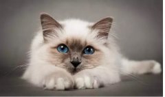 貓真的有“九條命”嗎？