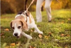 狗狗是如何舒緩壓力的呢？