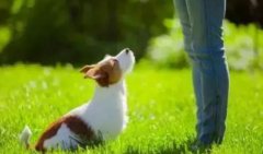 讓狗狗安靜的七大方法，你知道嗎？