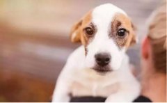 如何改善狗狗常見恐懼？