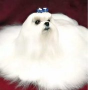 你不快樂嗎？那是因?yàn)槟銢]有養(yǎng)狗！