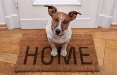 春節(jié)寵物寄養(yǎng)，不可不知的注意事項(xiàng)