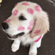 我家狗，在外面有人了！