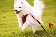 狗狗教會(huì)我們的人生道理，你做到了嗎？