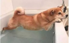 這幾種“酷刑”，據(jù)說狗狗都超級(jí)怕！