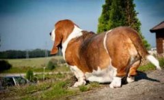 注意，這８種做法會(huì)減損狗狗的壽命！