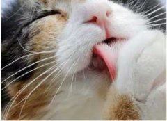 喵為什么這么愛舔毛？