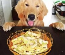 總被人問：“你為什么愛狗？”因?yàn)椤?></div>
                <div>
                    <h2>總被人問：“你為什么愛狗？”因?yàn)椤?/h2>
                    <div><span>2018-06-01

</span><span>查看更多</span></div>
                </div>
            </a><li>
             <a href=