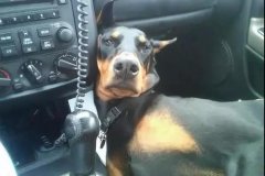 開(kāi)車(chē)載狗雖拉風(fēng)，背后的安全隱患你又知多少？