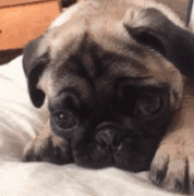 狗狗的一封道歉信，看完我哭了......