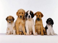 擁有“招狗體質(zhì)”是種什么樣的體驗(yàn)？