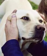 養(yǎng)狗之后才知道，這世界上真有無條件的愛…