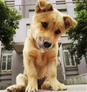 你眼中的土狗，它是我的家人！