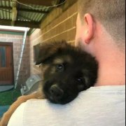 世界上最深厚的感情，排在第一位的竟是狗狗對