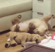 什么暖汪，全都是騙我養(yǎng)狗編出來的鬼話！