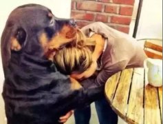 關(guān)于狗子，你不知道的秘密