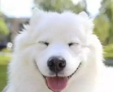 你是什么時候被你家狗撩到的？