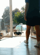 養(yǎng)一只傻狗是一種什么樣的體驗？