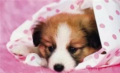 主人在狗狗心中的位置，從它睡覺位置就能看出