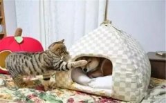 年年被搶窩，次次都慫成狗！可啥時(shí)候是個(gè)頭啊