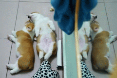 養(yǎng)柯基一定要同時(shí)養(yǎng)兩只！華興寵物食品