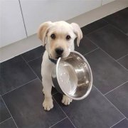 到了飯點(diǎn)不喂狗，你可知道后果的嚴(yán)重性？