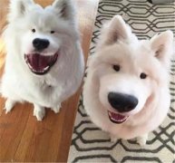 丑了2018一整年，2019狗狗真的太想變漂亮了！