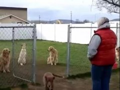 狗子鬧脾氣，就跟小媳婦一毛一樣！