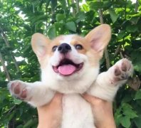 從沒被一只狗萌成這樣，除了它！