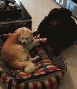 和狗狗說話恰恰說明你很聰明！