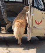 那位網(wǎng)友，你害怕的狗子，其實有這么慫！