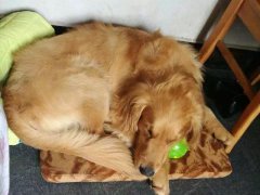 注意！狗狗的這些動作不是撒嬌，是求助！