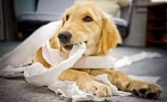 狗狗咬主人的衣服是想表達什么？ 華興寵物食品