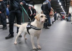 盲人的眼睛，路上碰見了導(dǎo)盲犬該如何做？ 華興