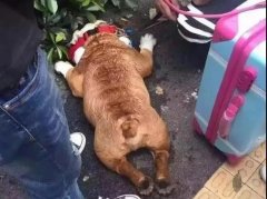 夏天超級熱，狗狗也會煩躁的，怎么辦吶？ 華興