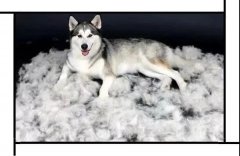 毛質(zhì)差、過度脫毛？華興重磅推出犬美毛處方糧