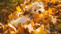 氣溫驟變，謹記寵物保暖誤區(qū)！ 華興寵物食品