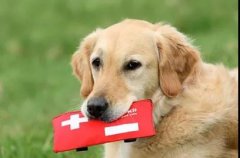 狗狗突然休克？7個急救辦法可以救你的狗! 華興