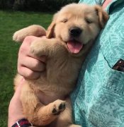 把狗當(dāng)孩子養(yǎng)，你認同嗎？ 華興寵物食品