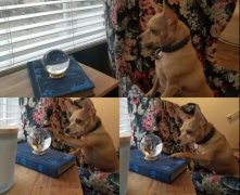 我家狗愛多管閑事咋整？一天到晚都瞎操心...