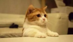 貓這種動物，一旦碰上，就再也戒不了了 華興寵