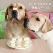 狗狗是否需要補鈣？補鈣應(yīng)注意什么？ 華興寵物